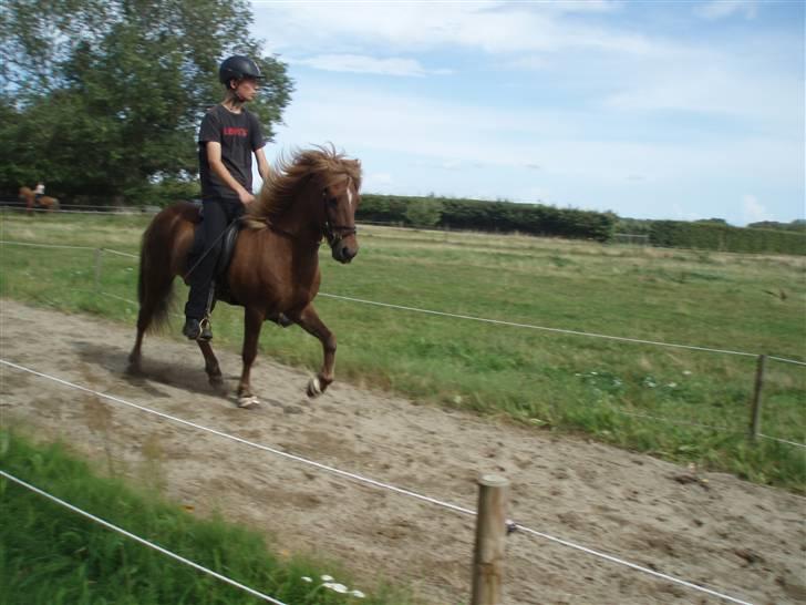 Islænder Yggdrasil fraS. Bóthildur - Billede 10 billede 8