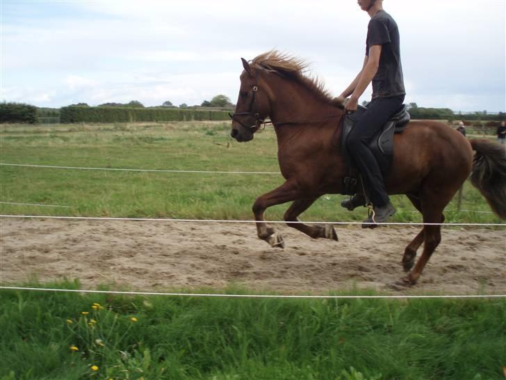 Islænder Yggdrasil fraS. Bóthildur - Billede 11 billede 9