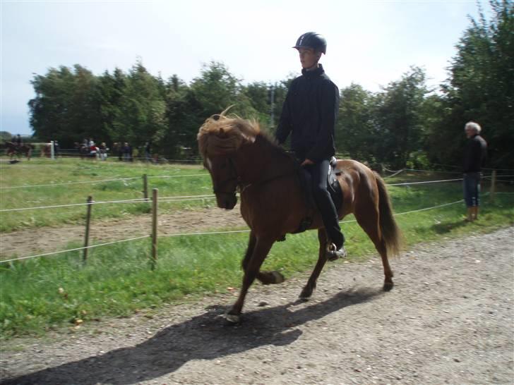 Islænder Yggdrasil fraS. Bóthildur - Billede 12 billede 10