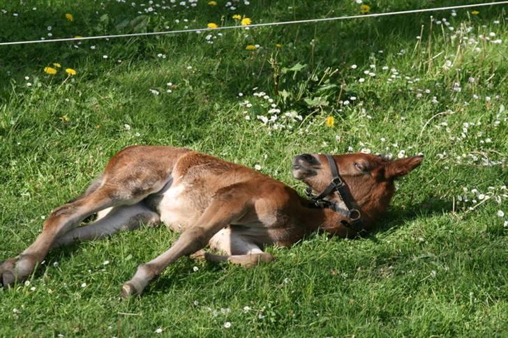 Anden særlig race Jasmin  billede 13