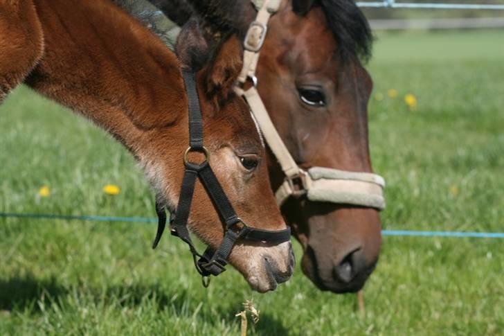 Anden særlig race Jasmin  billede 14