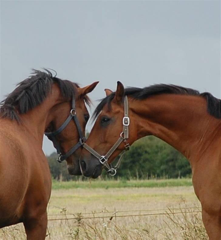 Tysk Varmblod Carpaccio *Solgt* billede 11