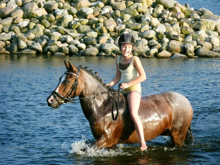 Tysk Sportspony Nelly   - badning ved haderslev fjord, vi nød det begge to :) billede 14