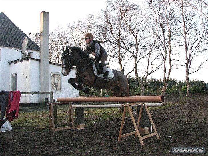 Tysk Sportspony Nelly   - you jumps me to the stars! billede 15