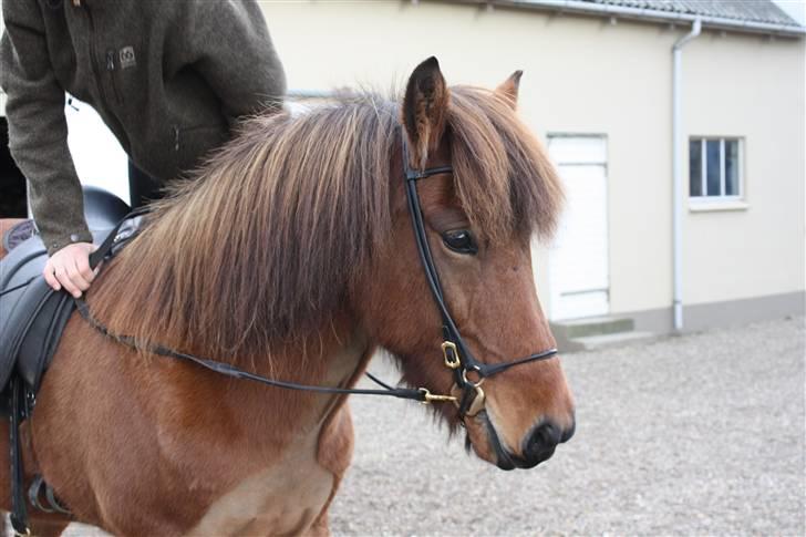 Islænder Vina Vom Neuhoff - Hej velkommen til vina´s profil  billede 1