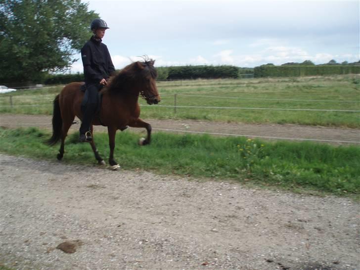 Islænder Vina Vom Neuhoff - Arbejdes tølt. billede 2