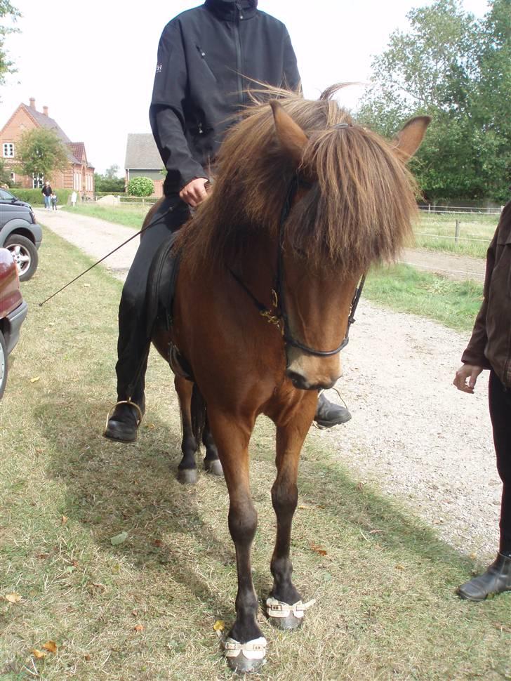 Islænder Vina Vom Neuhoff billede 3