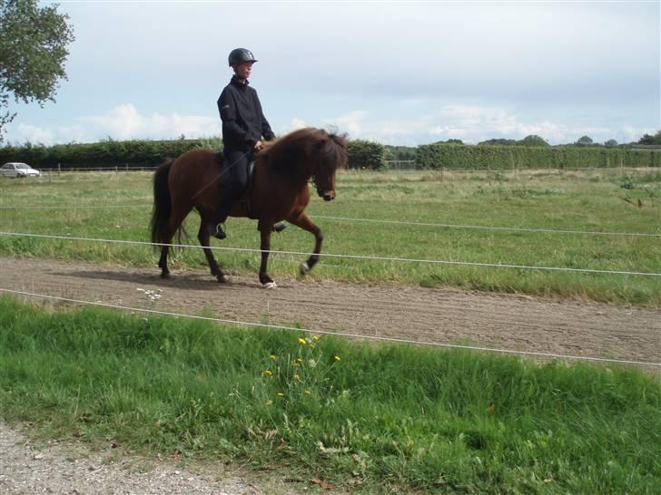 Islænder Vina Vom Neuhoff - Skridt. billede 4