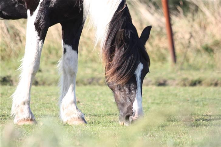 Irish Cob | Rain |  -  - som i et eventyr <3 . dig & mig, os for altid!  billede 9