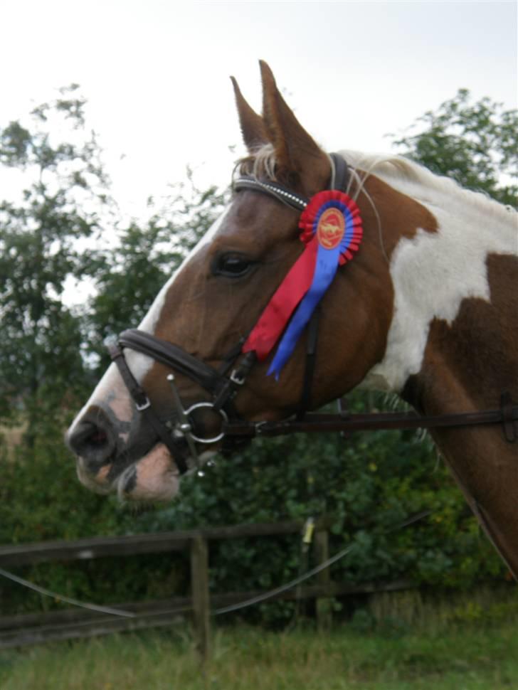 Pinto ZENIA  - ULE billede 9