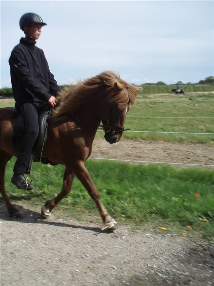 Islænder Yggdrasil fraS. Bóthildur - Billede 13 billede 11