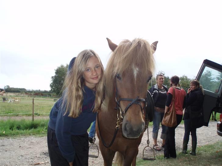 Islænder Yggdrasil fraS. Bóthildur - Billede 14 billede 12