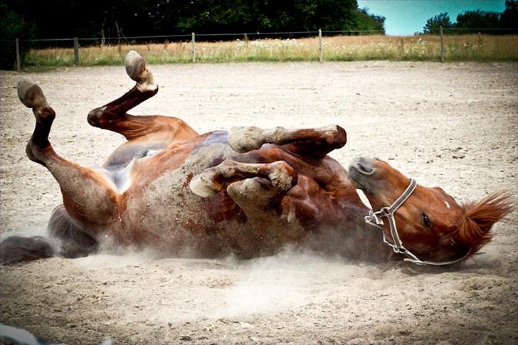 Hollandsk Sportspony Amazing Amigo *B-pony*  - Ruller sig på folden d. 24 juli 2010´ :D FOTO: CAROLINE PETERSEN - MIG billede 4