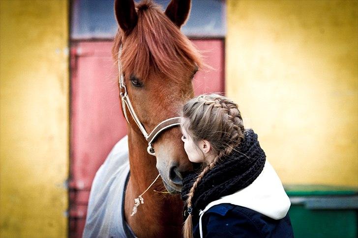Hollandsk Sportspony Amazing Amigo *B-pony*  -  p o c k e t   o f   l o v e  billede 5