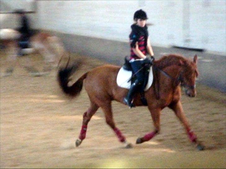 Hollandsk Sportspony Amazing Amigo *B-pony*  - dressur hos Anke Ter Beek . 13 marts :-) billede 6