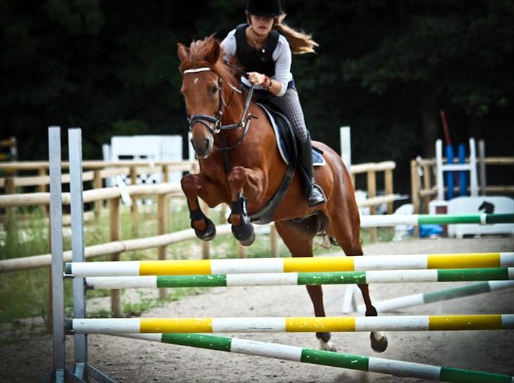 Hollandsk Sportspony Amazing Amigo *B-pony*  - LB spring (:<3 billede 9
