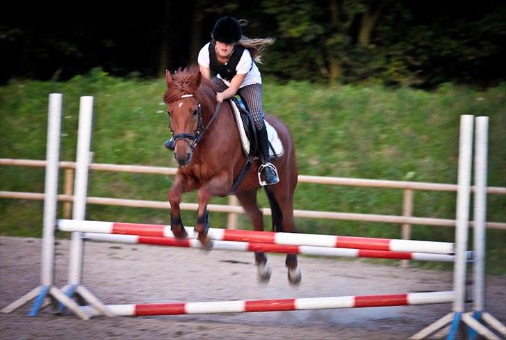 Hollandsk Sportspony Amazing Amigo *B-pony*  - Mig og Amigo springer. lille søde pony! :-) <3 billede 10