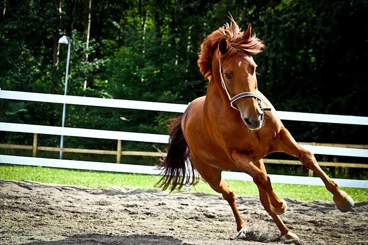 Hollandsk Sportspony Amazing Amigo *B-pony*  - fuld galop! ö <3 foto: Cp-photo billede 12