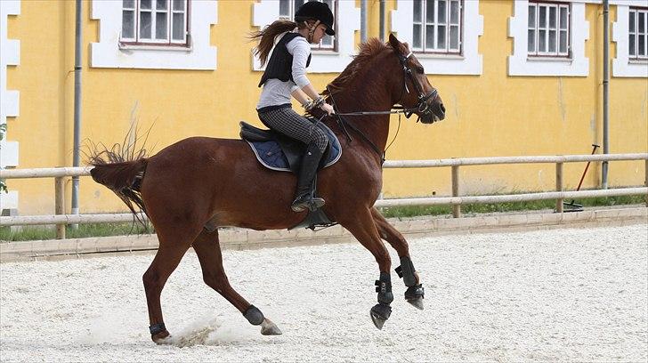 Hollandsk Sportspony Amazing Amigo *B-pony*  - Hidsig pony!  hahah man kan bare ikke lade være med at holde af ham :´) <3 billede 14