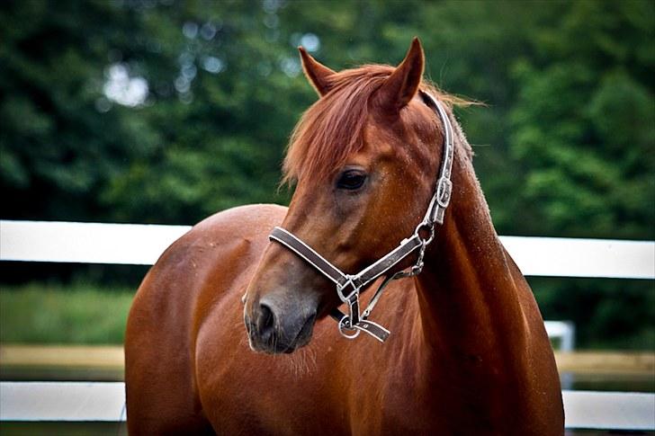 Hollandsk Sportspony Amazing Amigo *B-pony*  - AMAZING AMIGO - i will always love you © CAROLINE PETERSEN billede 15