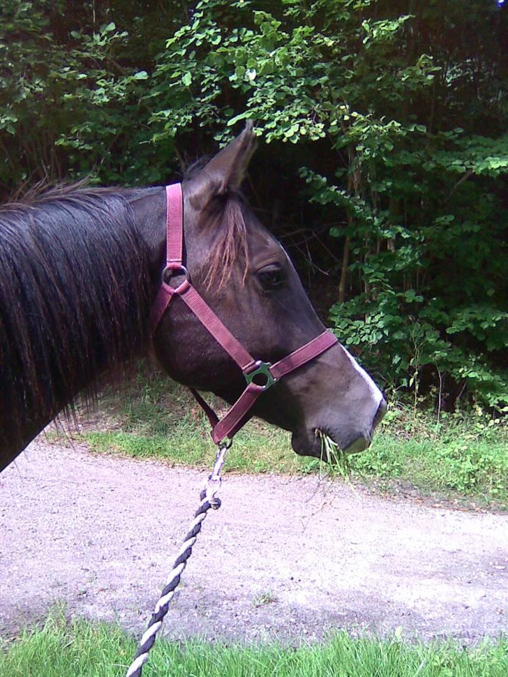 Arabisk fuldblod (OX) Kenzo *plejebarn pony* billede 5