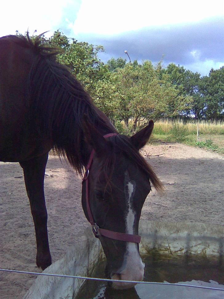 Arabisk fuldblod (OX) Kenzo *plejebarn pony* billede 6