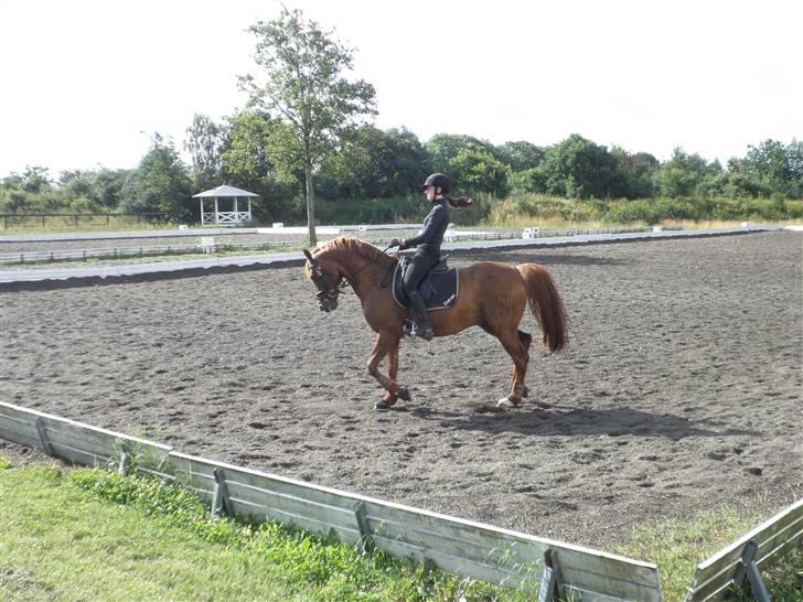 DSP Doran A-pony - Træning - sommer 2009 billede 9