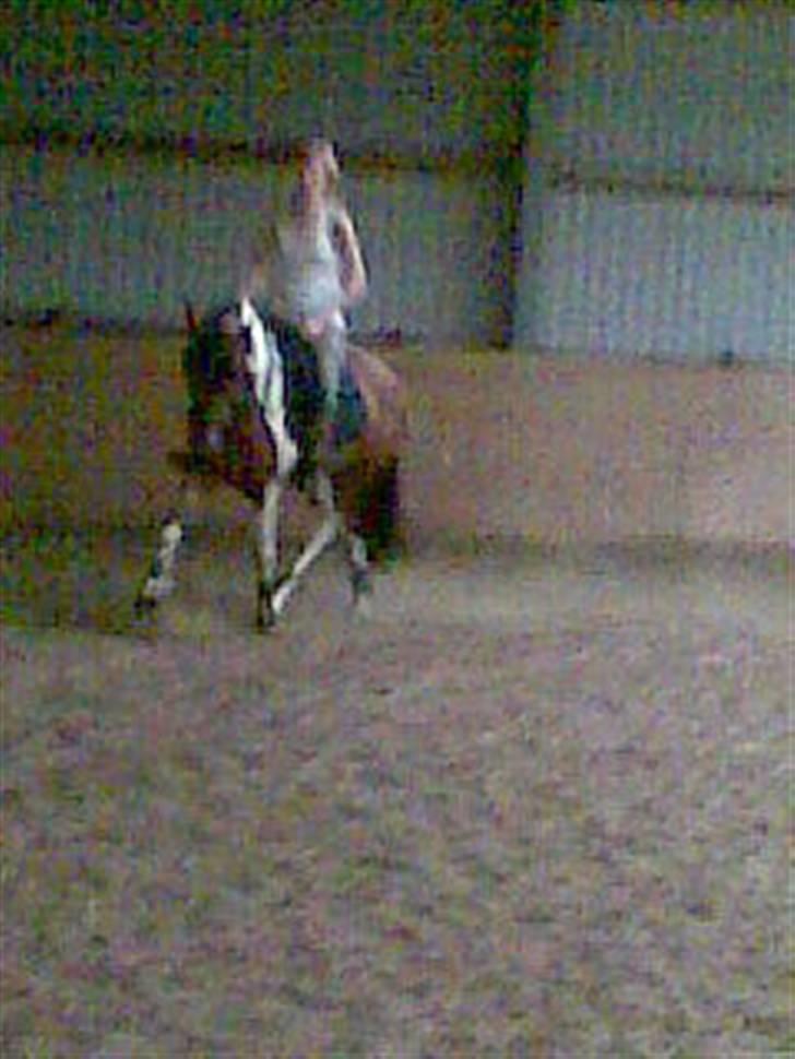 Anden særlig race Spirit - solgt billede 20