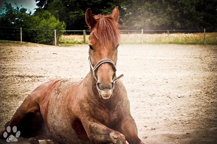 Hollandsk Sportspony Amazing Amigo *B-pony*  billede 18