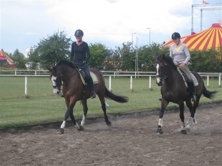 Dansk Varmblod Lavet billede 4