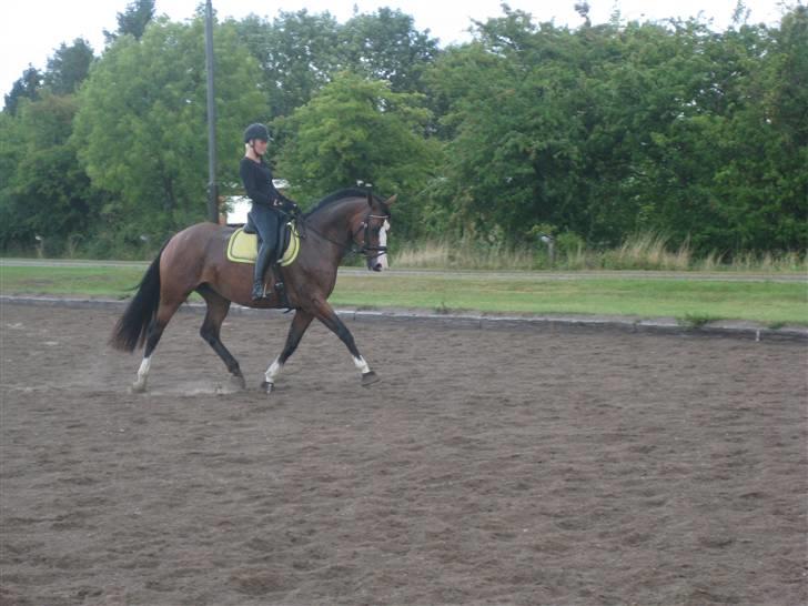 Dansk Varmblod Lavet billede 5