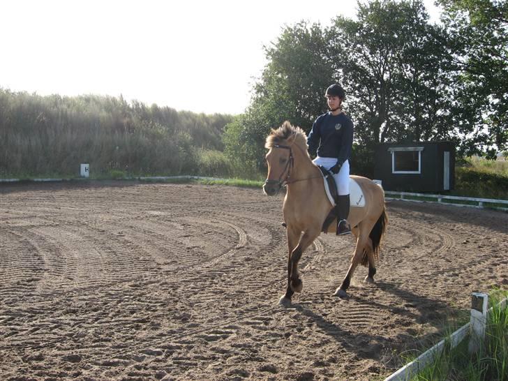 Anden særlig race Terkel, part :) - Opvarmning til distriktsstævne 28/9 :) synes morgenlyset er så fint! billede 19