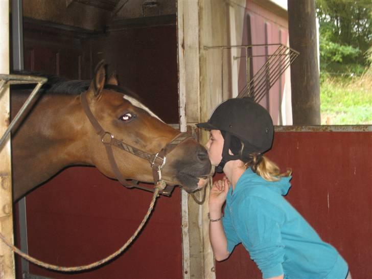 New Forest Veerdonk's Oliver - Nys :D billede 8