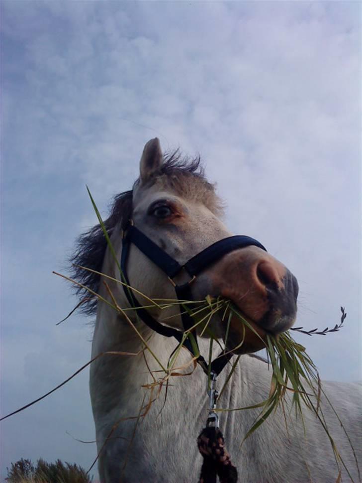 Anden særlig race Carlos<3 *gammel Passer* - Elsker det billede med himmlen i baggrunden:D  billede 1