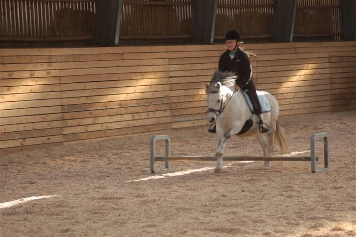 Anden særlig race Carlos<3 *gammel Passer* - her hygger vi så på udendørsbanen:D billede 2