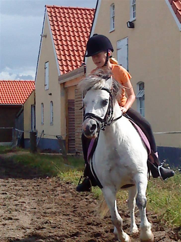Anden særlig race Carlos<3 *gammel Passer* - i galop:D han var lidt træls den dag-.- billede 4