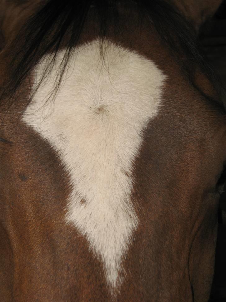 New Forest Veerdonk's Oliver - Din smukke blis :* Elsk på dig <3 billede 11