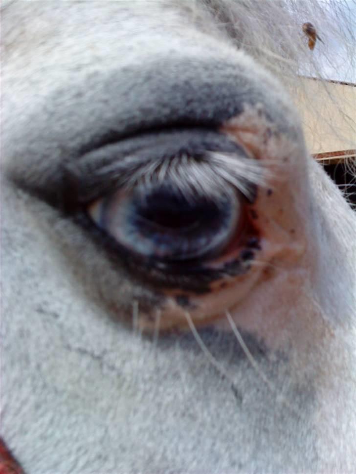 Anden særlig race Carlos<3 *gammel Passer* - dit øje er så flot:D (læg mærke til mariehønen;D) billede 5