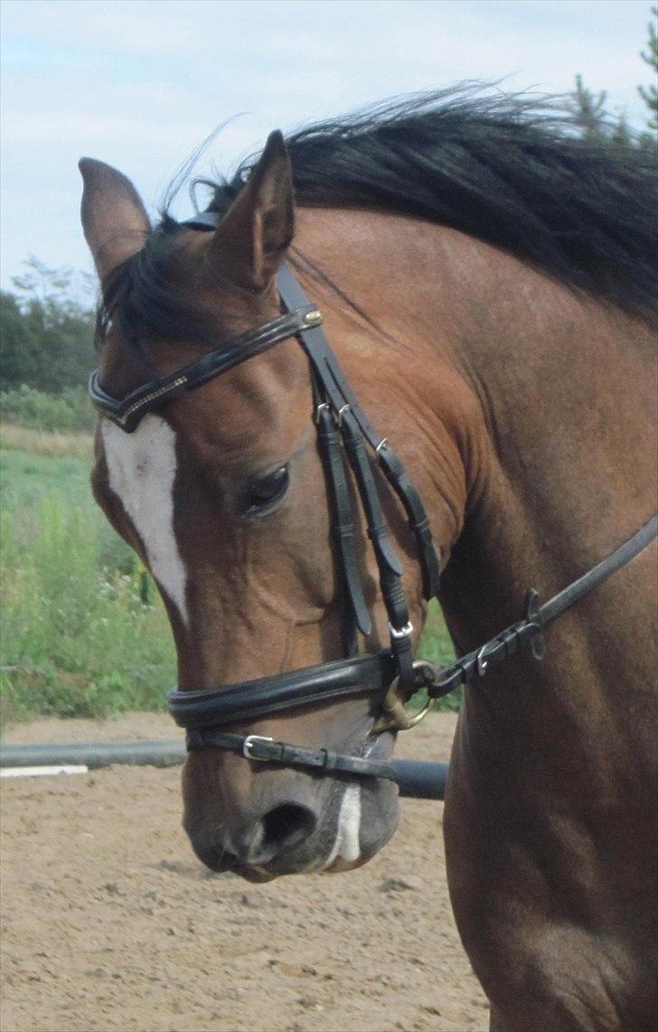 New Forest Veerdonk's Oliver - Dejlige dreng <3 billede 12