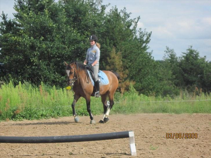 New Forest Veerdonk's Oliver - Samlet trav d. 3 august 2010 <3 billede 13