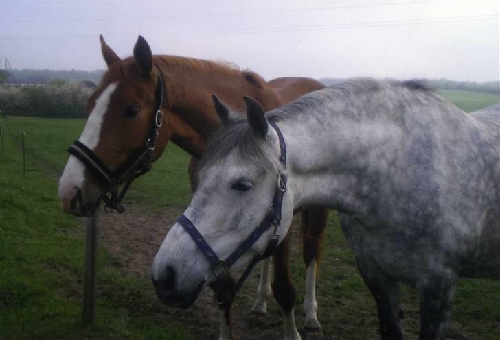 Anden særlig race Lucky - Lucky og Sandy (: billede 19