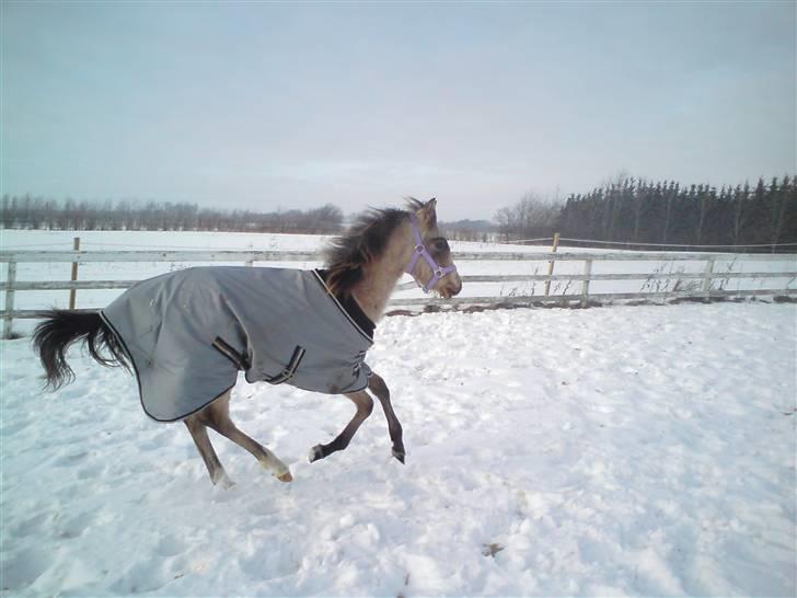 Sportsaraber (A) *Sunshine dé Zunzy* *Zunzy*-*SOLGT* billede 15