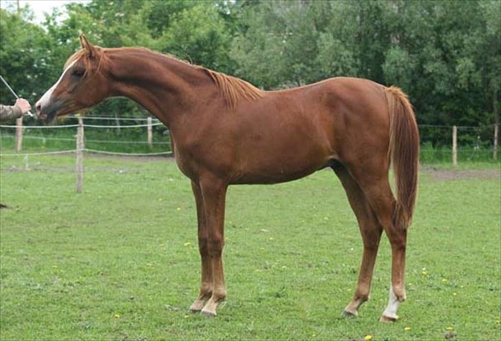 Arabisk fuldblod (OX) Salah al-Din billede 1