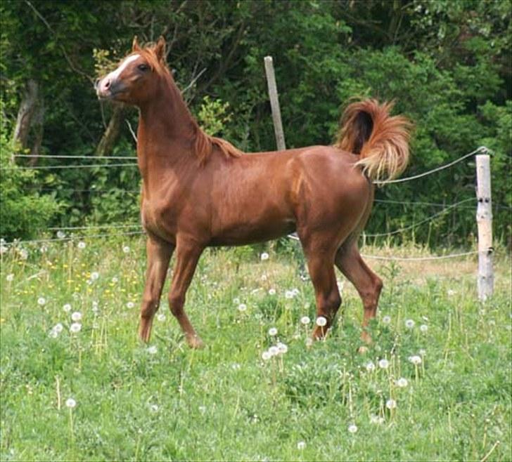 Arabisk fuldblod (OX) Salah al-Din billede 2