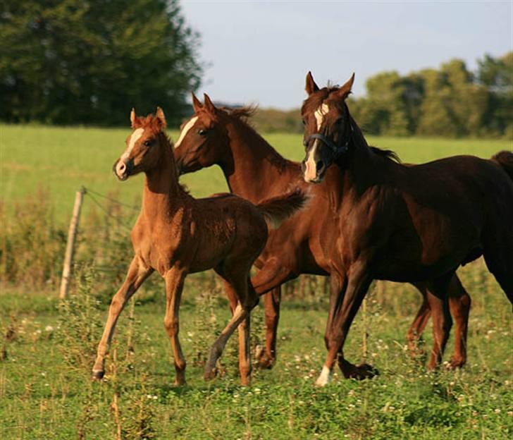 Arabisk fuldblod (OX) Salah al-Din billede 3