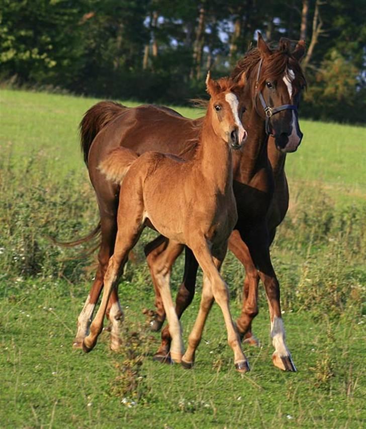 Arabisk fuldblod (OX) Salah al-Din billede 4