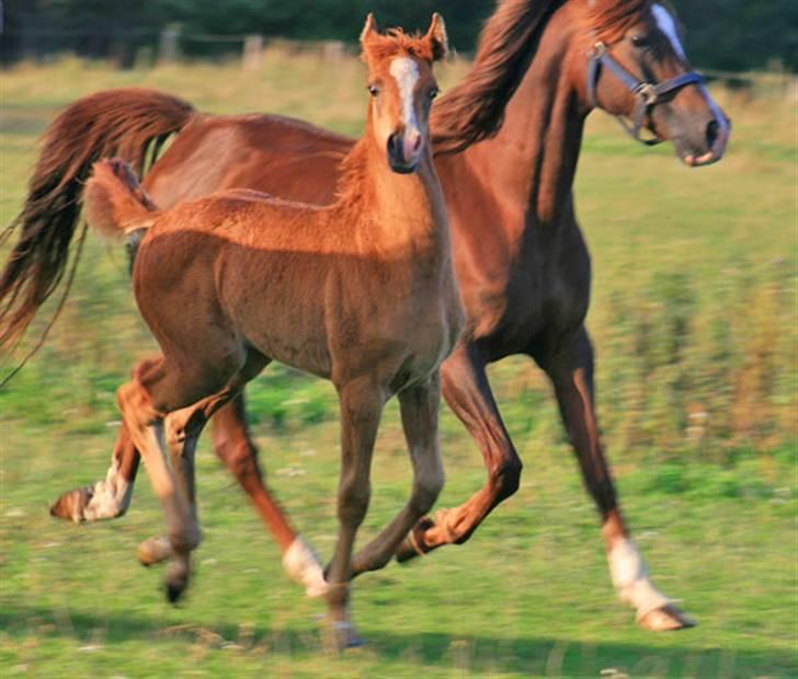Arabisk fuldblod (OX) Salah al-Din billede 5