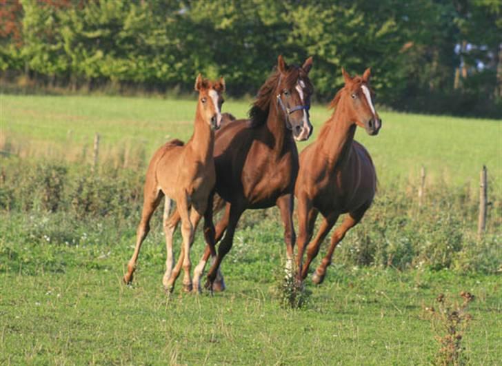 Arabisk fuldblod (OX) Salah al-Din billede 6