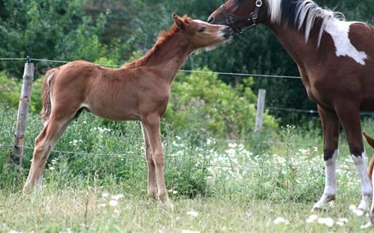 Arabisk fuldblod (OX) Salah al-Din billede 7
