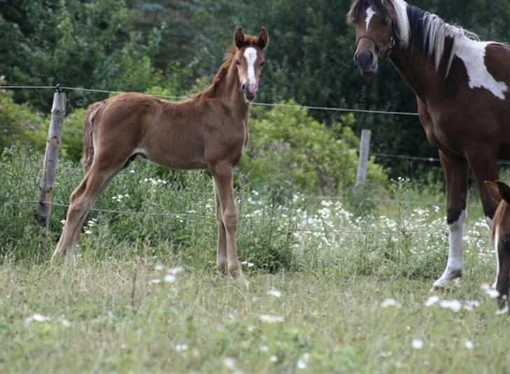 Arabisk fuldblod (OX) Salah al-Din billede 8